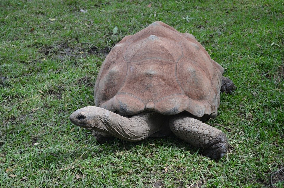Reserva de tortugas en Galápagos