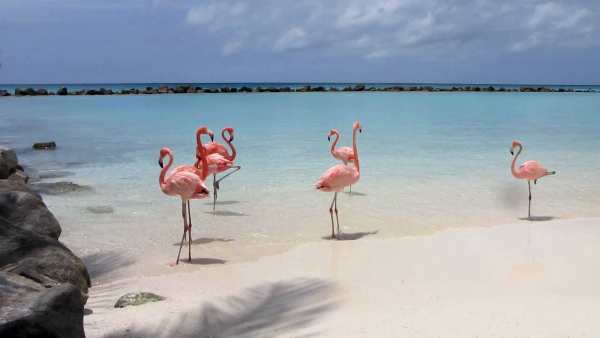 que hacer en Aruba playa de los flamencos