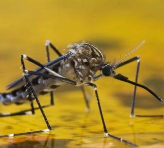 fiebre amarilla brasil