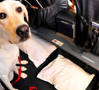 viajar en Avión con Perros
