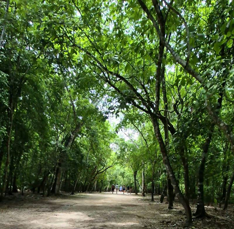 Sendero rodeado de árboles en Cobá, acceso natural a las ruinas mayas